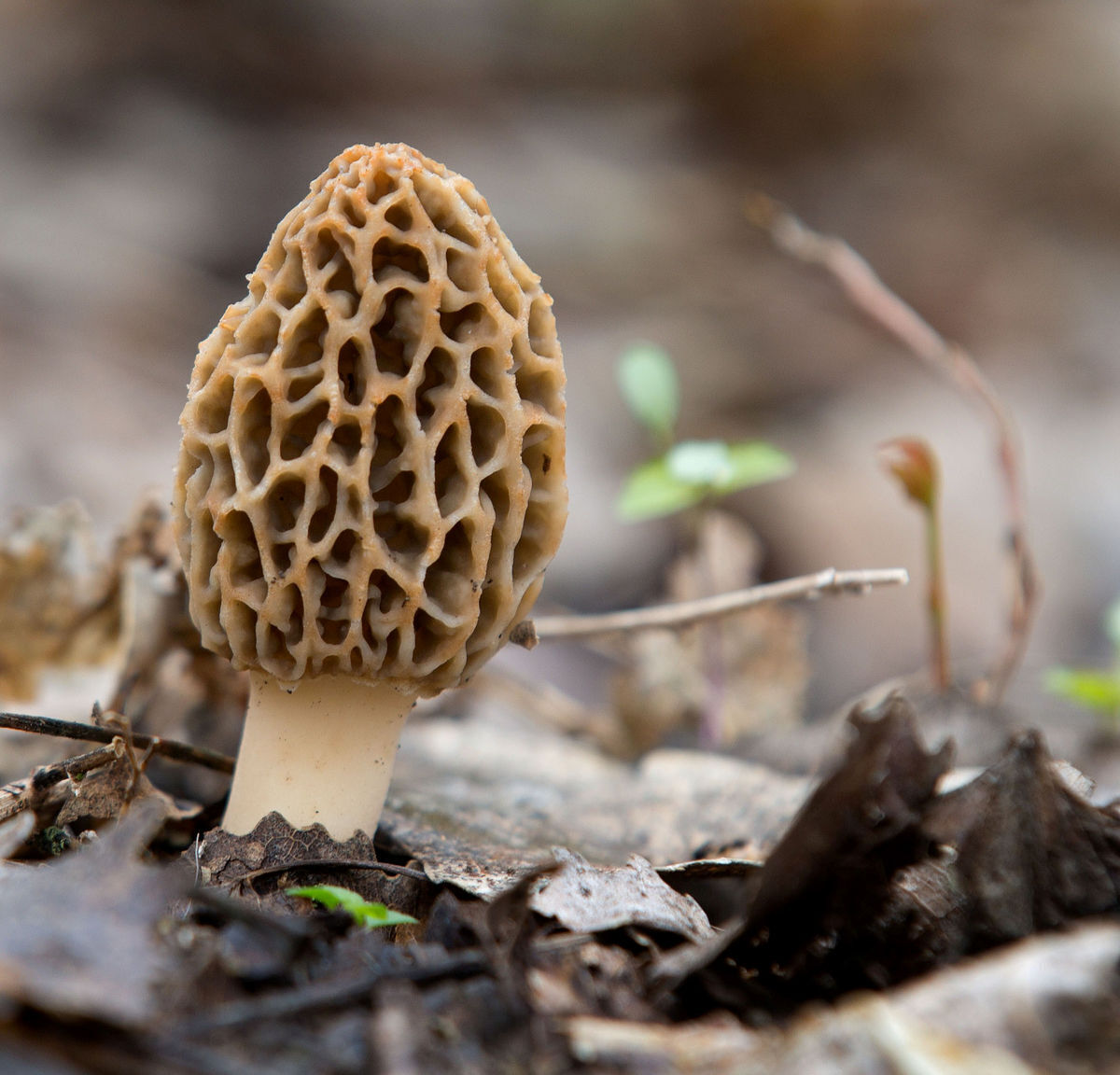 As interest mushrooms, skill pays in hunt for morels